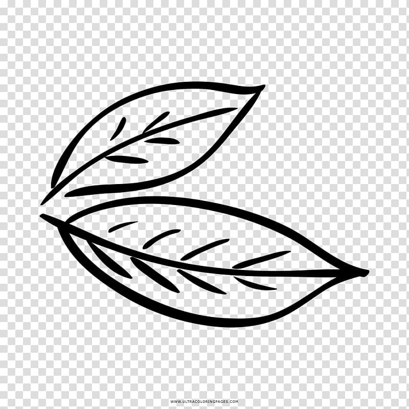 Bay leaf Coloring book Drawing Bay Laurel, Leaf transparent background PNG clipart
