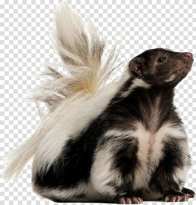 skunk animal world transparent background PNG clipart