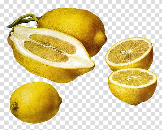 Meyer lemon Citron Fruit Illustration, Renaissance cut lemon transparent background PNG clipart