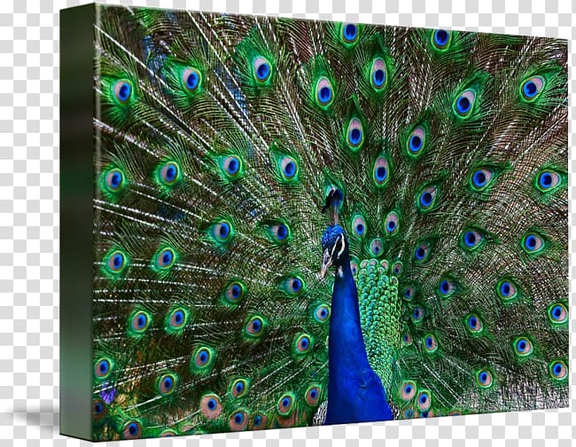 Feather Pavo, feather transparent background PNG clipart Feather Pavo, feather transparent background PNG clipart