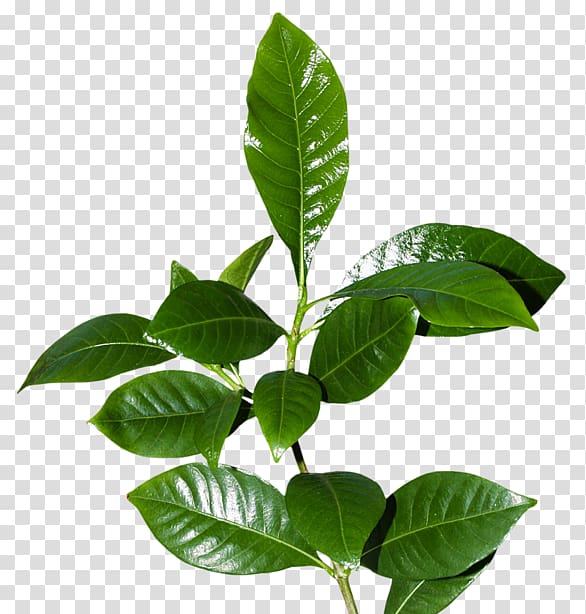 Leaflet Tree Plant, Leaf transparent background PNG clipart
