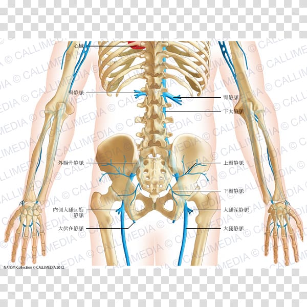 Finger Pelvis Shoulder Abdomen Thorax, Skeleton transparent background PNG clipart