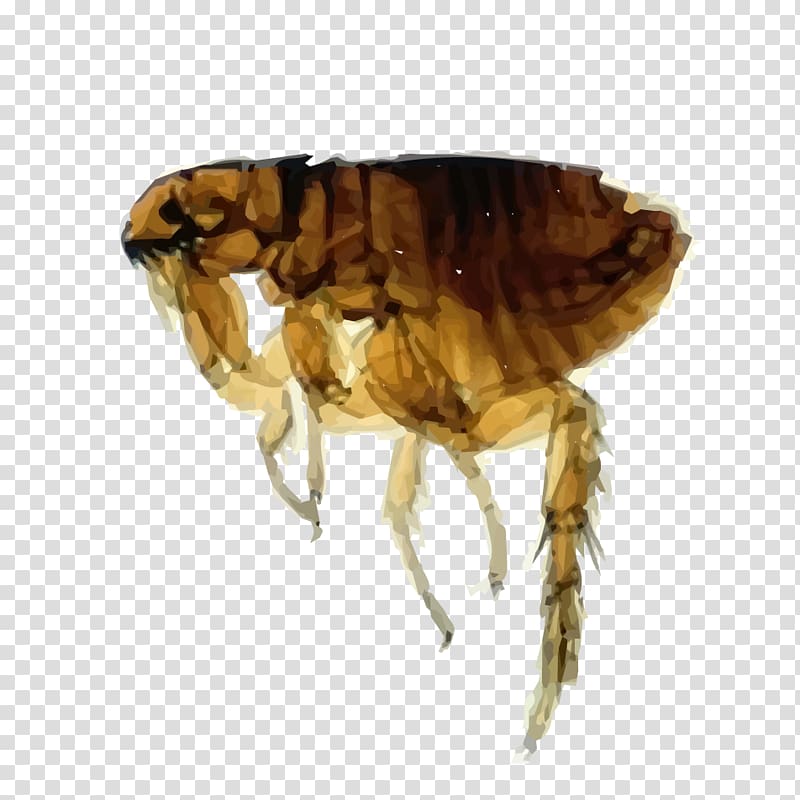 Dog flea Cat flea, Dog transparent background PNG clipart