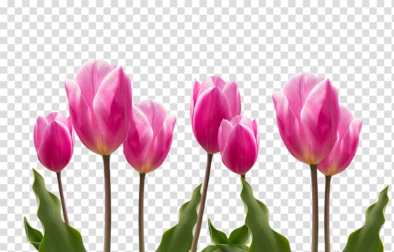 Flower Tulip Plant Pink, tulip transparent background PNG clipart