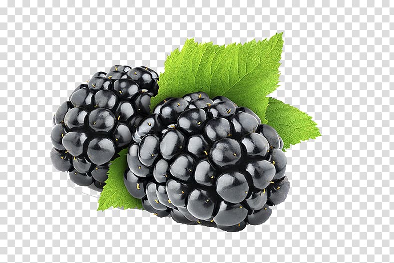 Blackberry transparent background PNG clipart