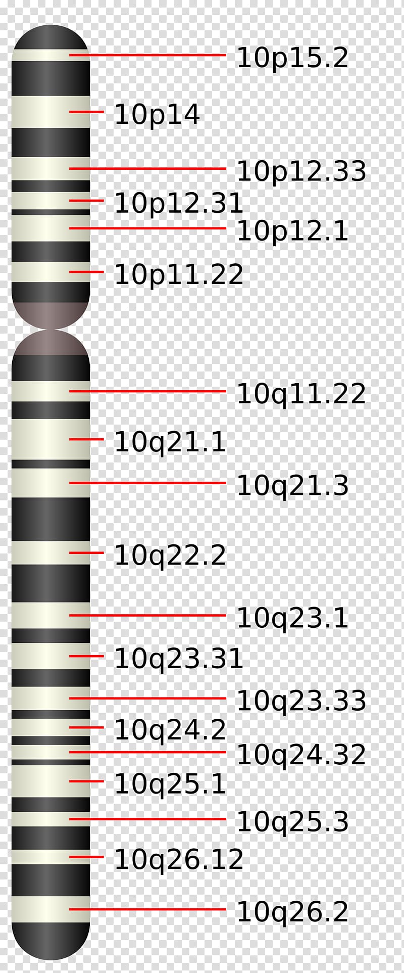 Chromosome 10 Chromosome 19 Chromosomes humains Chromosome 16, others transparent background PNG clipart