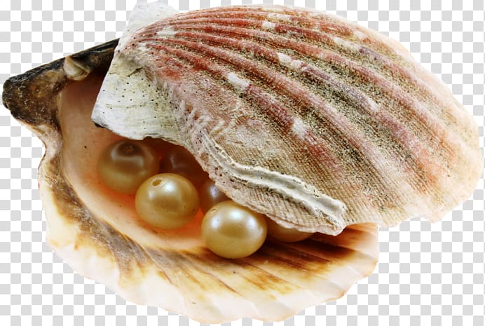 Pearl hunting Seashell Oyster Nacre, seashell transparent background PNG clipart