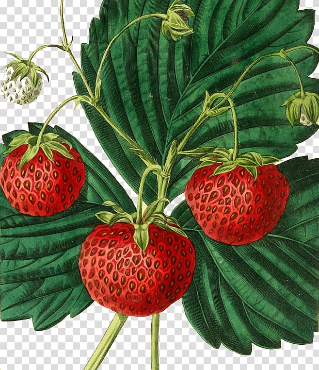 Strawberry Painting Fruit Drawing Illustration, Strawberry illustration transparent background PNG clipart