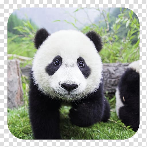 Giant panda Bear Cute Panda Panda Love: The Secret Lives of Pandas , bear transparent background PNG clipart