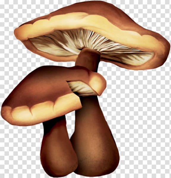 Edible mushroom Oyster Mushroom Drawing Common mushroom, mushroom transparent background PNG clipart