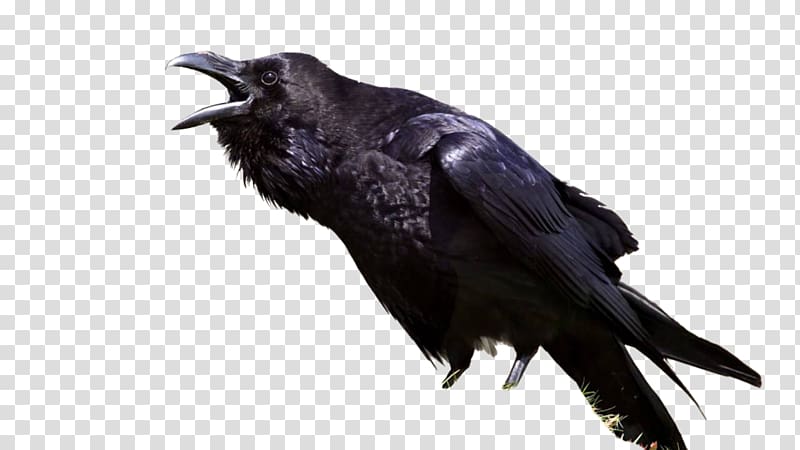 The Raven Bird Common raven Meaning Symbol, Bird transparent background PNG clipart
