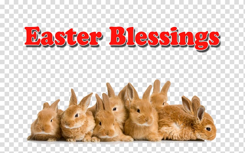 Easter Bunny Domestic rabbit Angora rabbit, blessing day transparent background PNG clipart