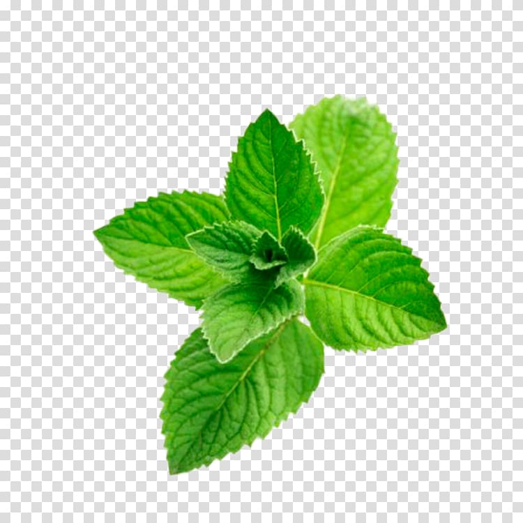 Peppermint Distillation Menthol Oil Flavor, oil transparent background PNG clipart