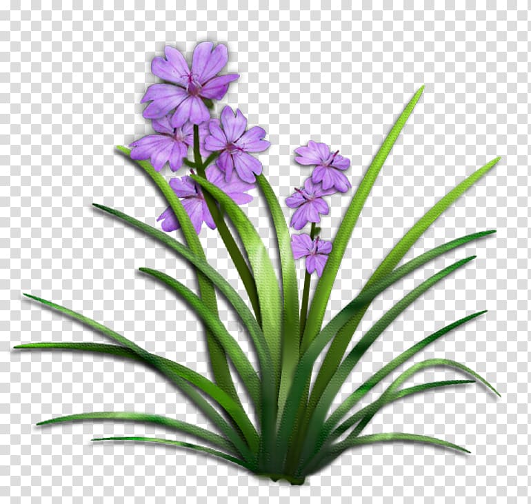 Flower Plant Shrub , purple flowers transparent background PNG clipart