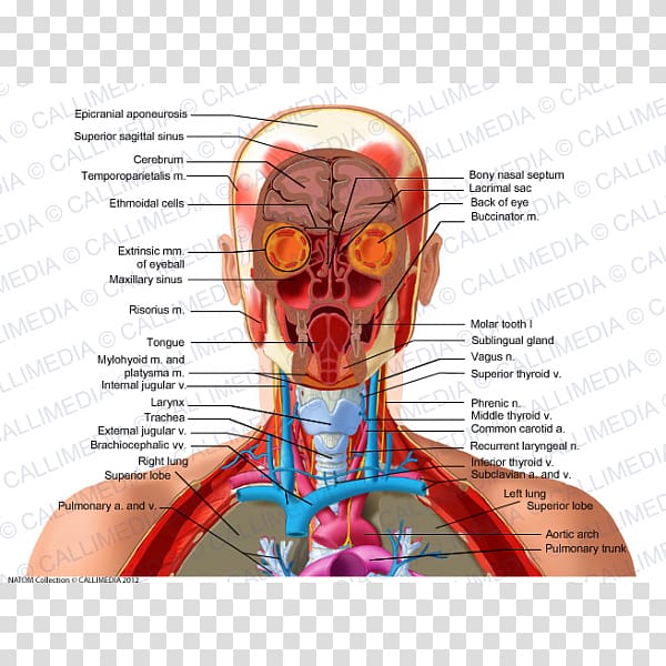 Head and neck anatomy Organ, others transparent background PNG clipart