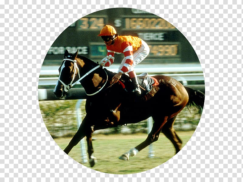 Horse racing Hong Kong Jockey Club Hong Kong Derby, horse transparent background PNG clipart