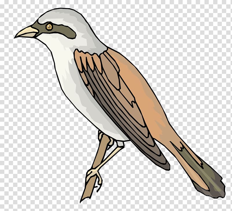 Sparrow Bird, Sparrow material transparent background PNG clipart