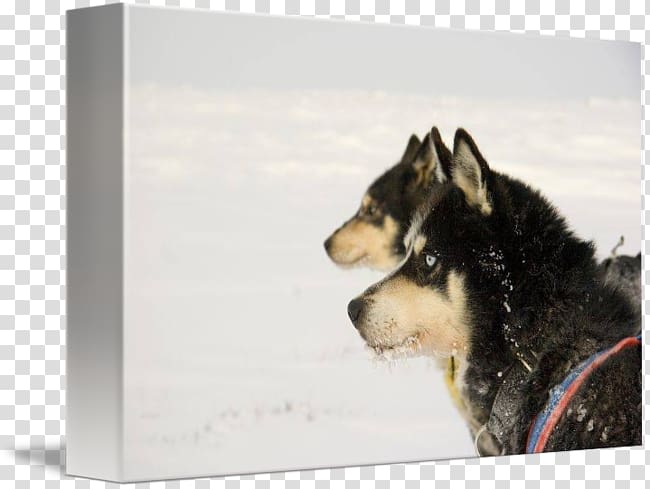 Siberian Husky Sakhalin Husky Canadian Eskimo dog Alaskan Malamute Greenland Dog, Sled Dog transparent background PNG clipart