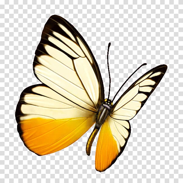 Monarch butterfly Pieridae Lycaenidae Moth, butterfly transparent background PNG clipart