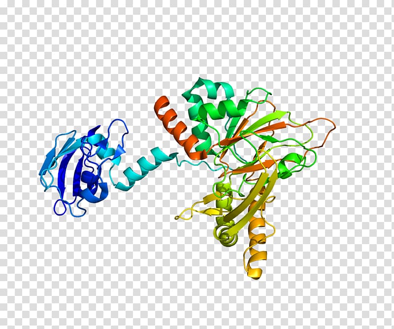 Gamma-butyrobetaine dioxygenase Enzyme Hydroxylation Procollagen-proline dioxygenase Trimethyllysine dioxygenase, others transparent background PNG clipart