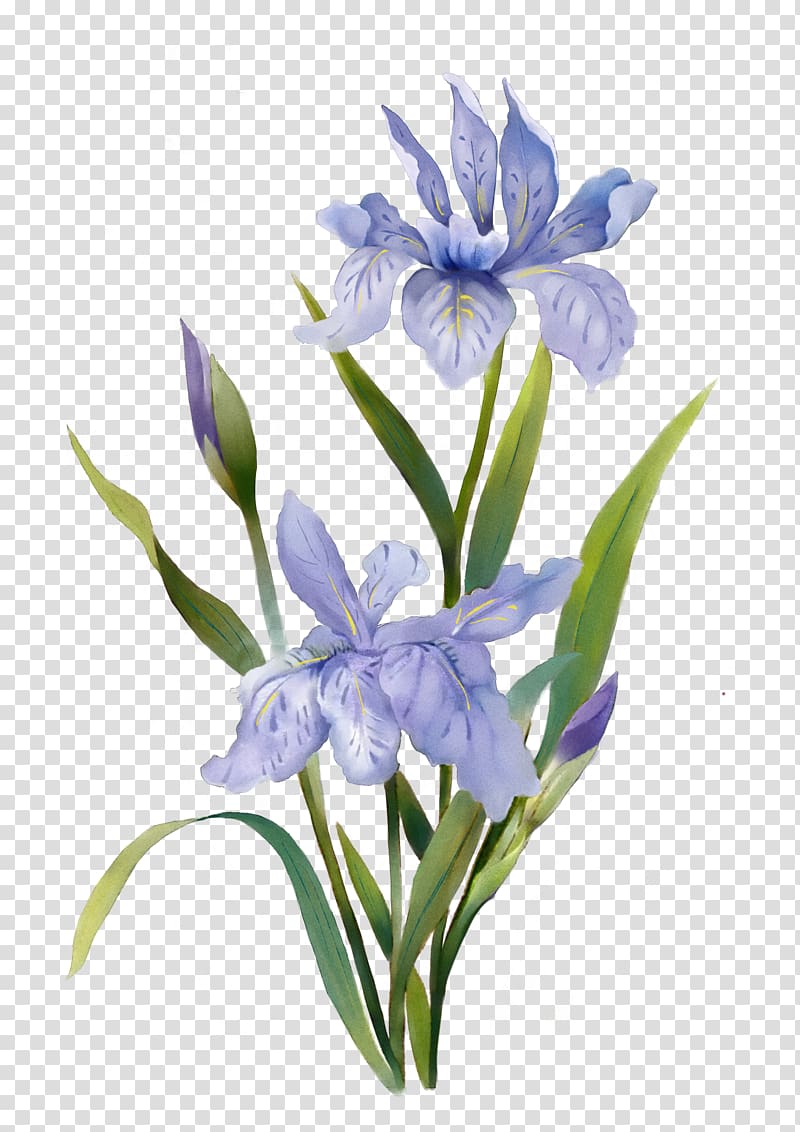 blue irises painting, Watercolor: Flowers Watercolor painting, Watercolor plants transparent background PNG clipart