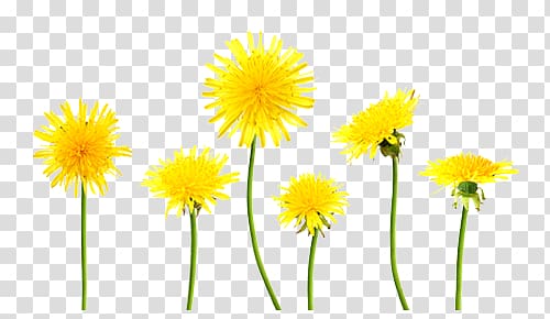 Dandelion transparent background PNG clipart