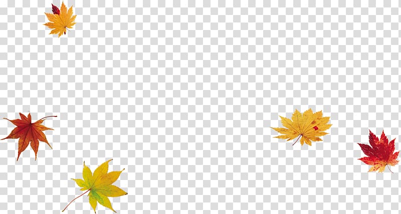 Maple leaf, Falling maple leaves transparent background PNG clipart