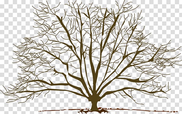 Tree Winter Branch Pine , Winter Branch transparent background PNG clipart