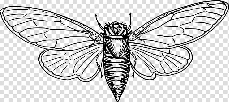 Locust Coloring book Cicadas , locust transparent background PNG clipart