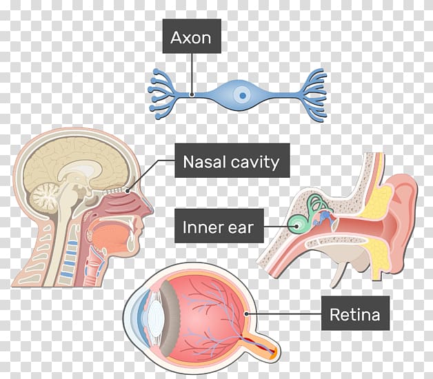 Ear Bipolar neuron Axon Pseudounipolar neuron, ear transparent background PNG clipart