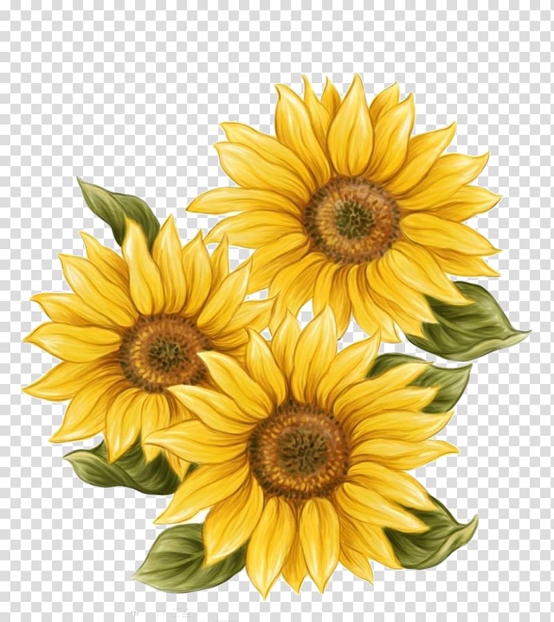of sunflower, Watercolor painting Common sunflower Drawing, Hand-painted sunflower decoration transparent background PNG clipart