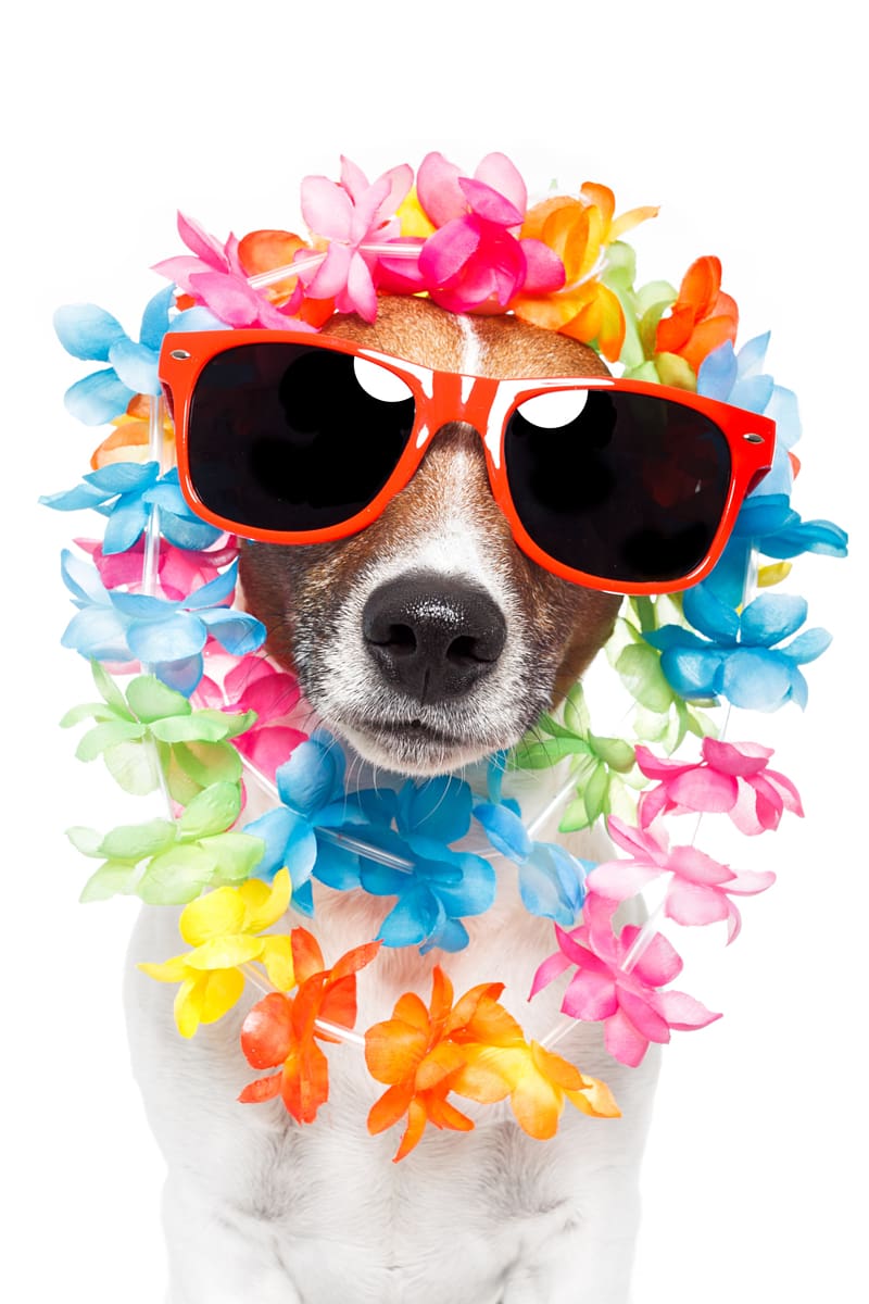 Jack Russell Terrier Puppy Lei Sunglasses, Vacation transparent background PNG clipart