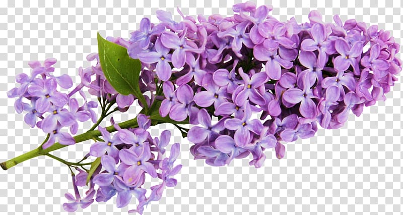 Common lilac Watercolor painting , lavender transparent background PNG clipart