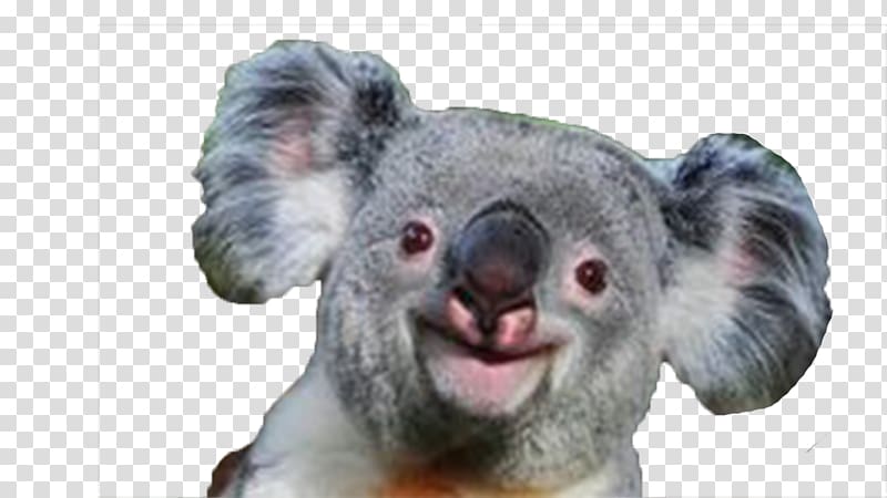 Baby Koala Giant panda Bear Smile, koala transparent background PNG clipart
