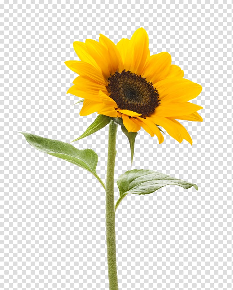 yellow sunflower illustration, Common sunflower .xchng Color, Sunflower Background transparent background PNG clipart