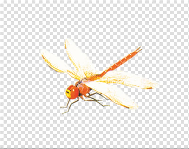 Fly Insect wing Insect wing Pollinator, dragonfly transparent background PNG clipart