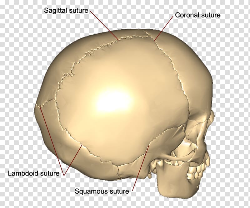 Skull Coronal suture Squamosal suture Sagittal suture Bone, skull transparent background PNG clipart