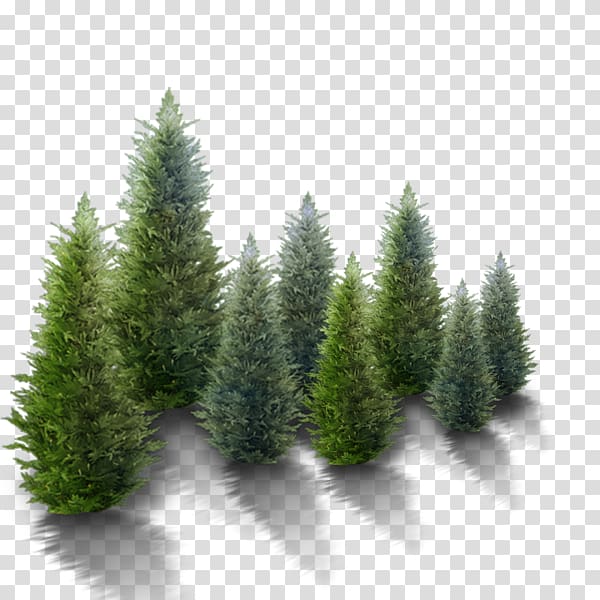 Fir Christmas tree Pine, snowy winter tree transparent background PNG clipart