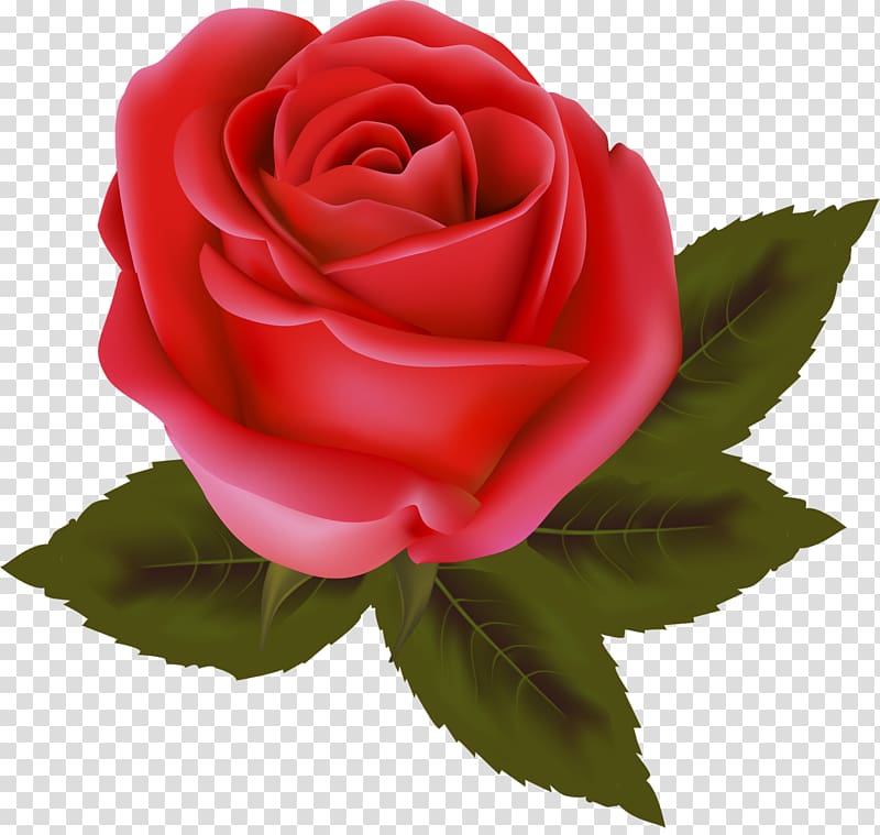 Garden roses China rose Cabbage rose Valentine\'s Day Floribunda, valentine\'s day transparent background PNG clipart
