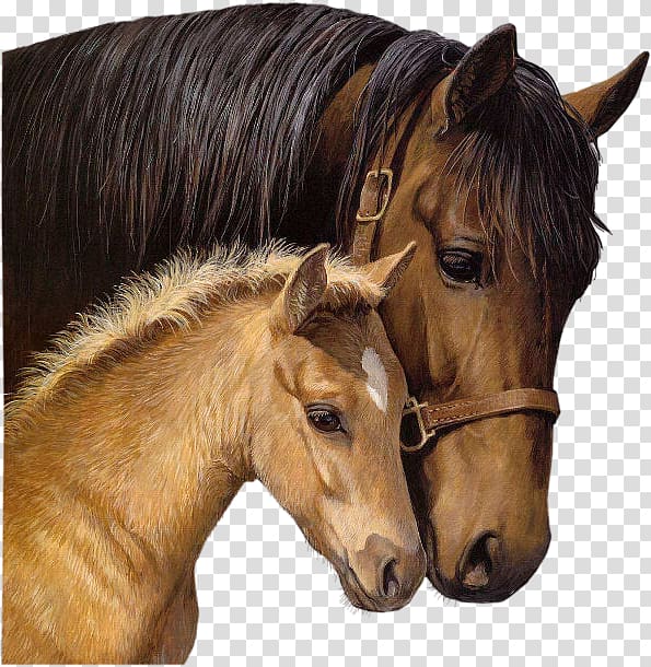 horse and kid together, Horseland Foal Stallion Blingee, horse transparent background PNG clipart