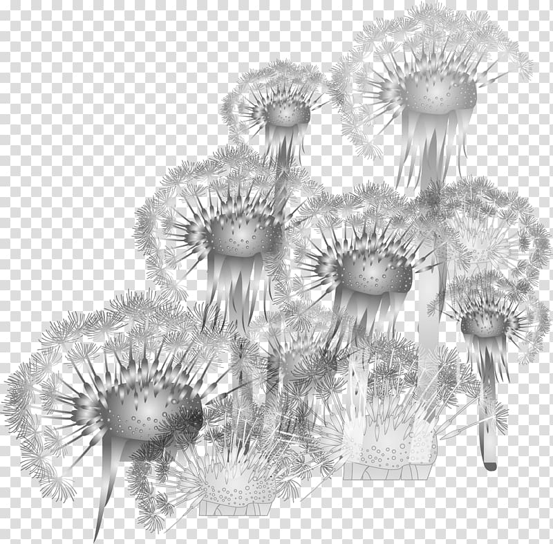 Common Dandelion, dandelion transparent background PNG clipart