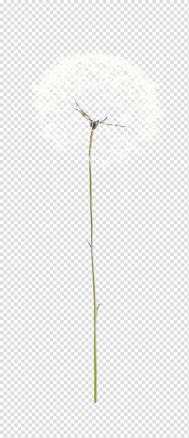 dandelion sketch, Taraxacum platycarpum Common Dandelion Euclidean , Beautiful white dandelion transparent background PNG clipart