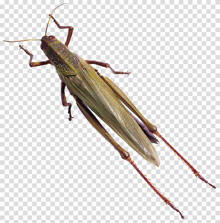 Caelifera Beetle Animal Locust Butterfly, Insect grasshopper animal transparent background PNG clipart