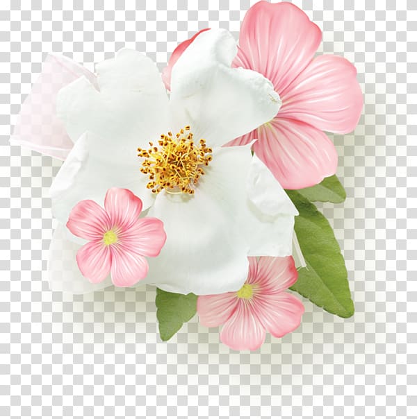 Pink Flower Day White, magnolia flower transparent background PNG clipart