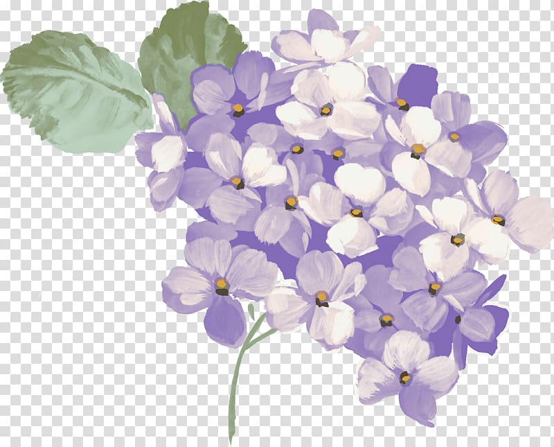 purple and green hydrangea flowers art, Hydrangea , hydrangea transparent background PNG clipart