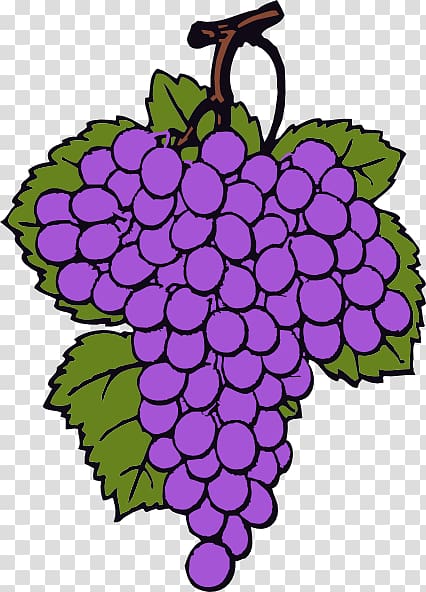 Wine Common Grape Vine Grappa , Cartoon Grapes transparent background PNG clipart