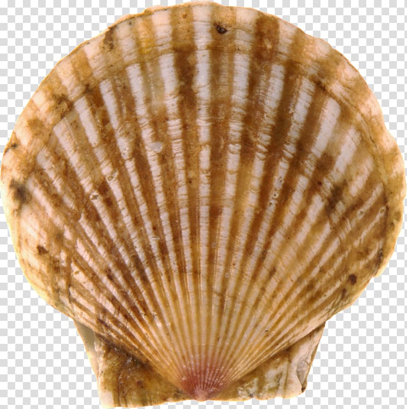 Bay scallop Seashell, Seashell transparent background PNG clipart