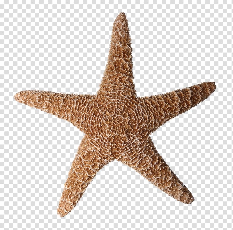 Starfish Tiny Ship , starfish transparent background PNG clipart