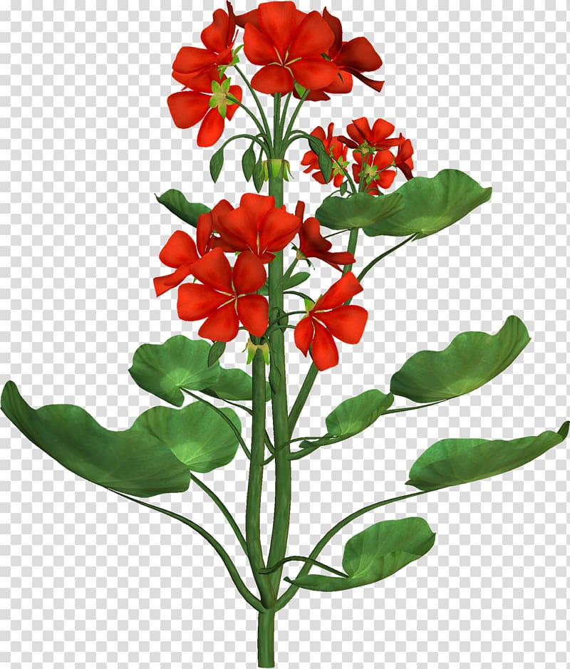 Flower Botanical illustration Botany , flower tree transparent background PNG clipart
