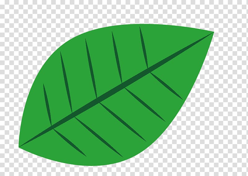 Leaf European beech American beech Aesculus Lindens, Leaf transparent background PNG clipart